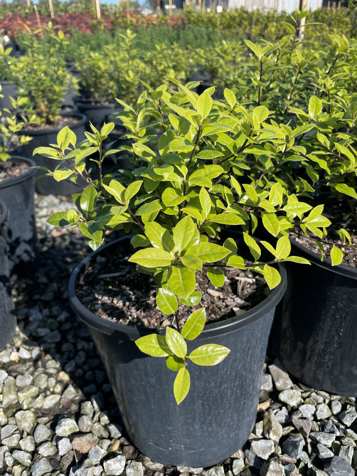 Pittosporum Tenuifolium 'Golfball'