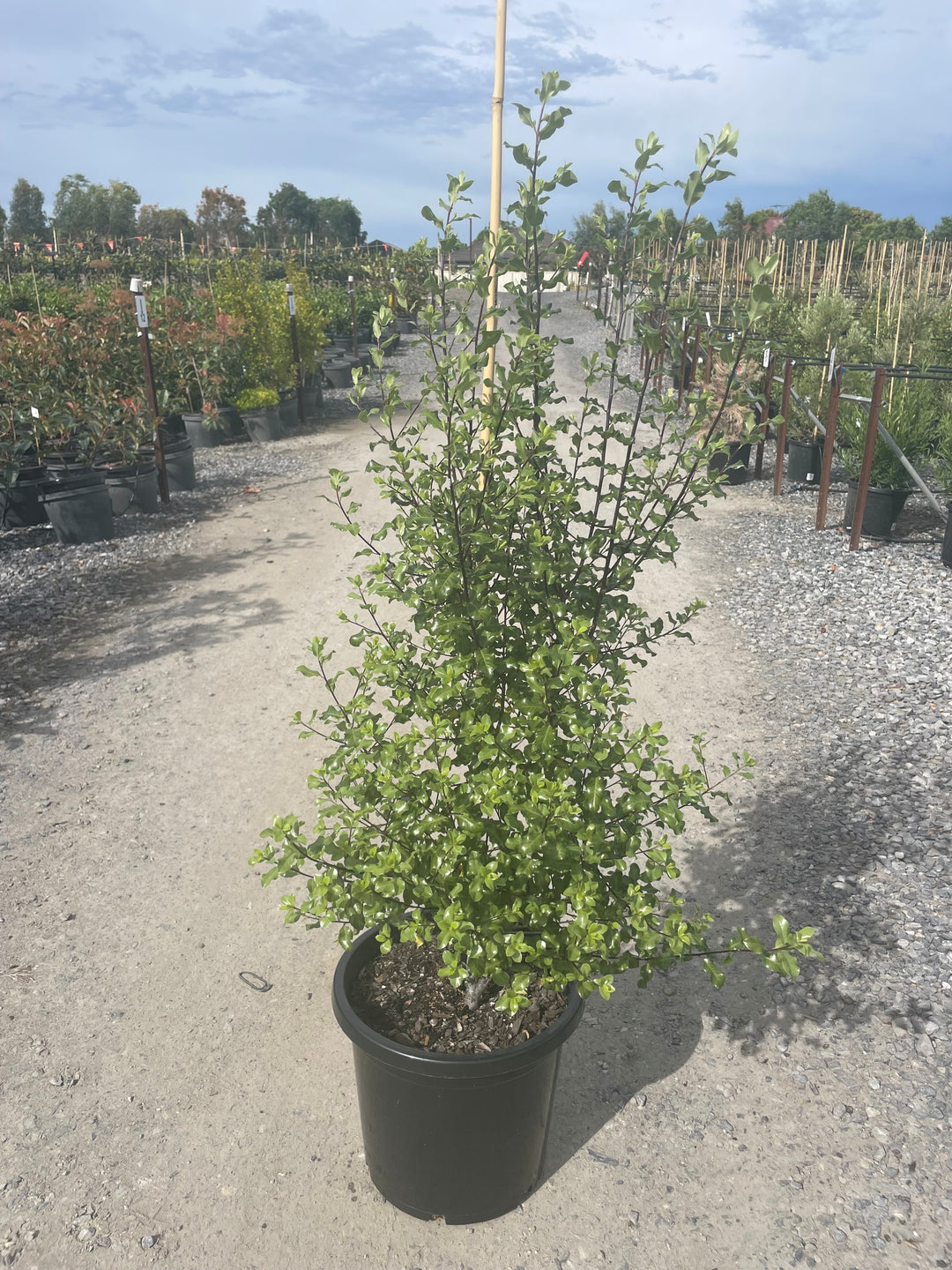 Pittosporum Tenuifolium &