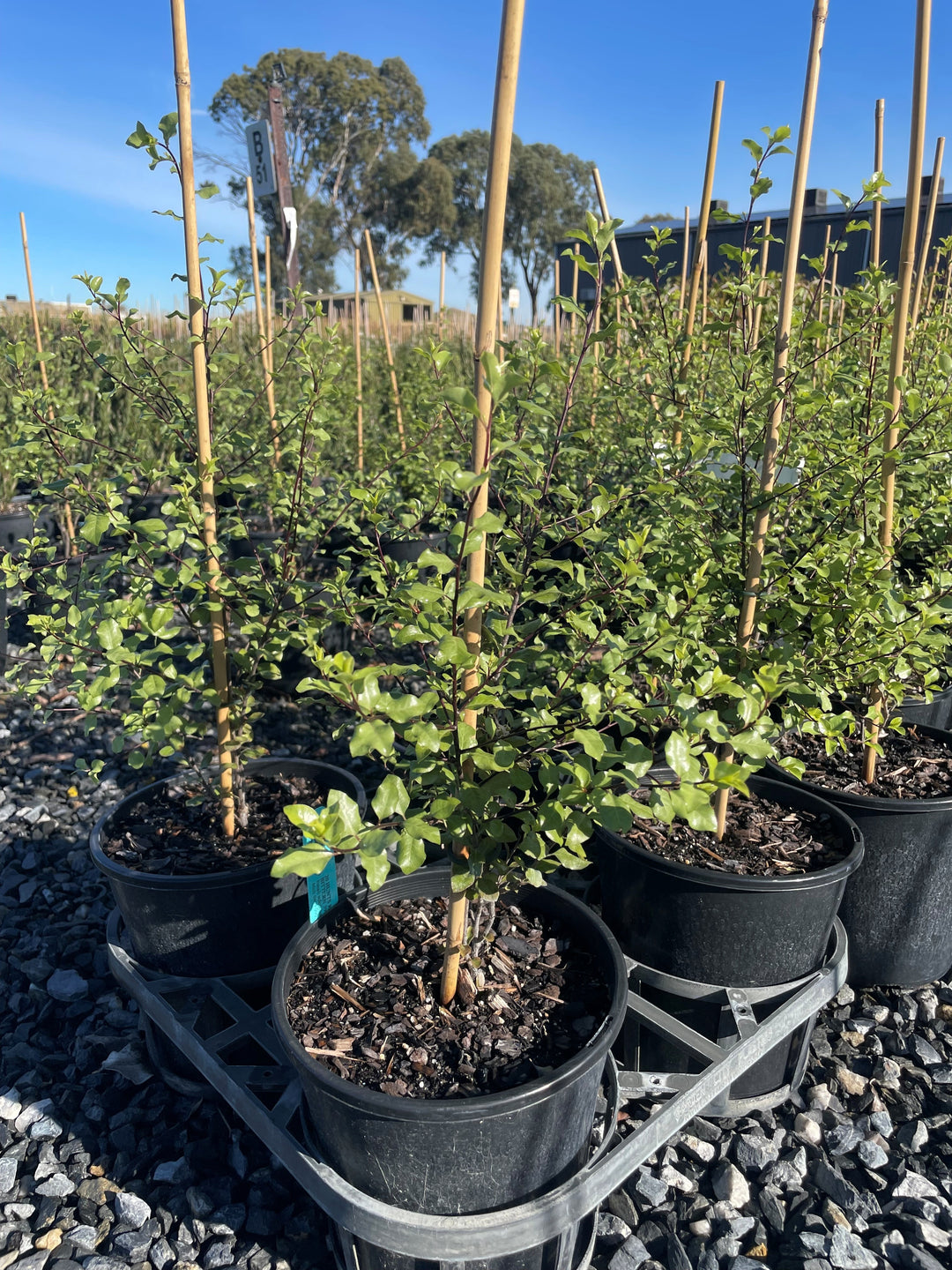 Pittosporum Tenuifolium &