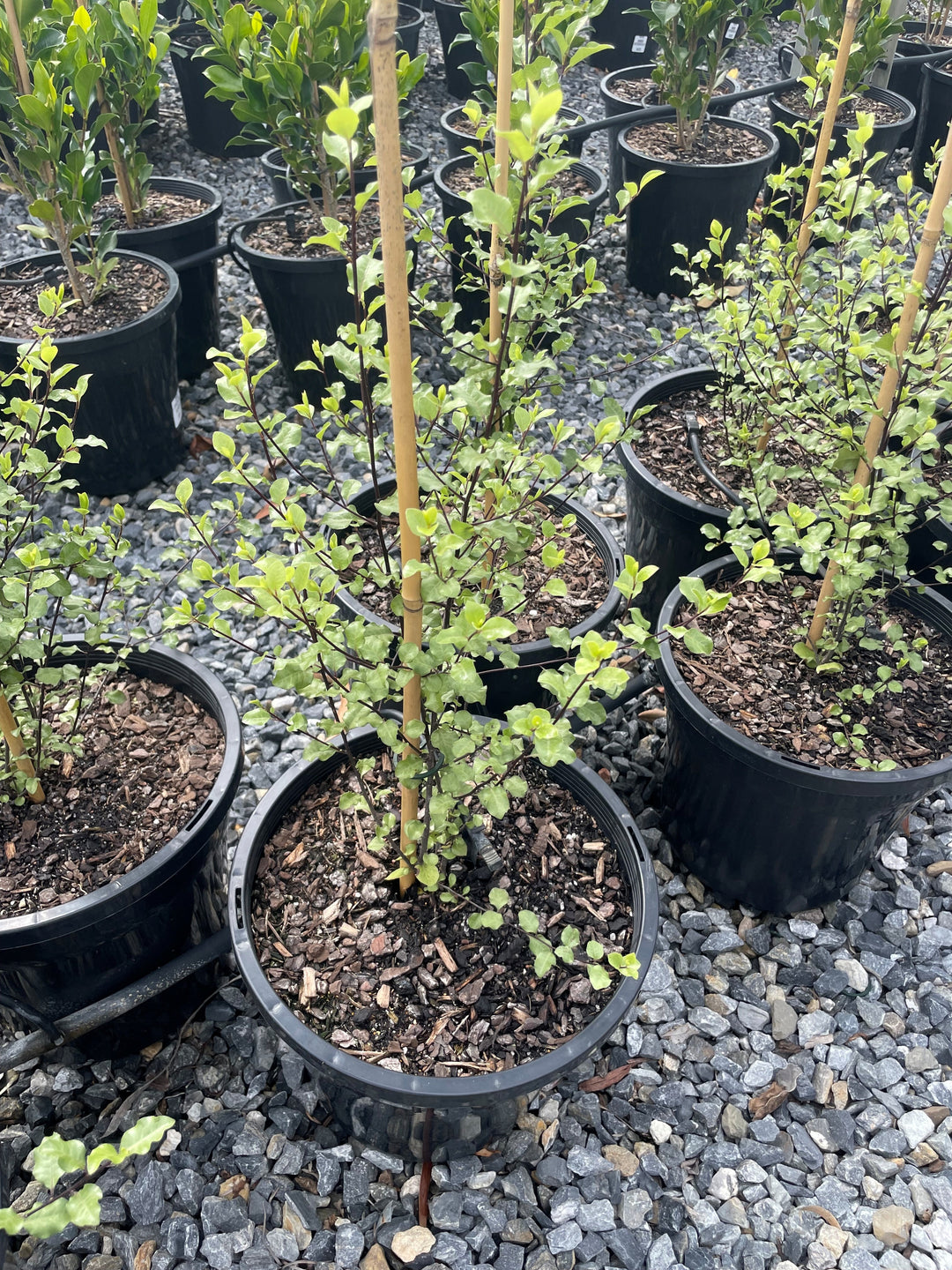 Pittosporum Tenuifolium &