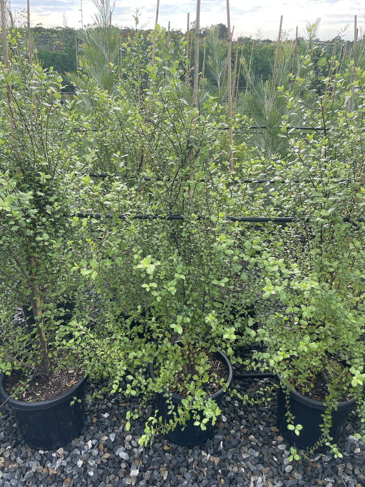 Pittosporum Tenuifolium &