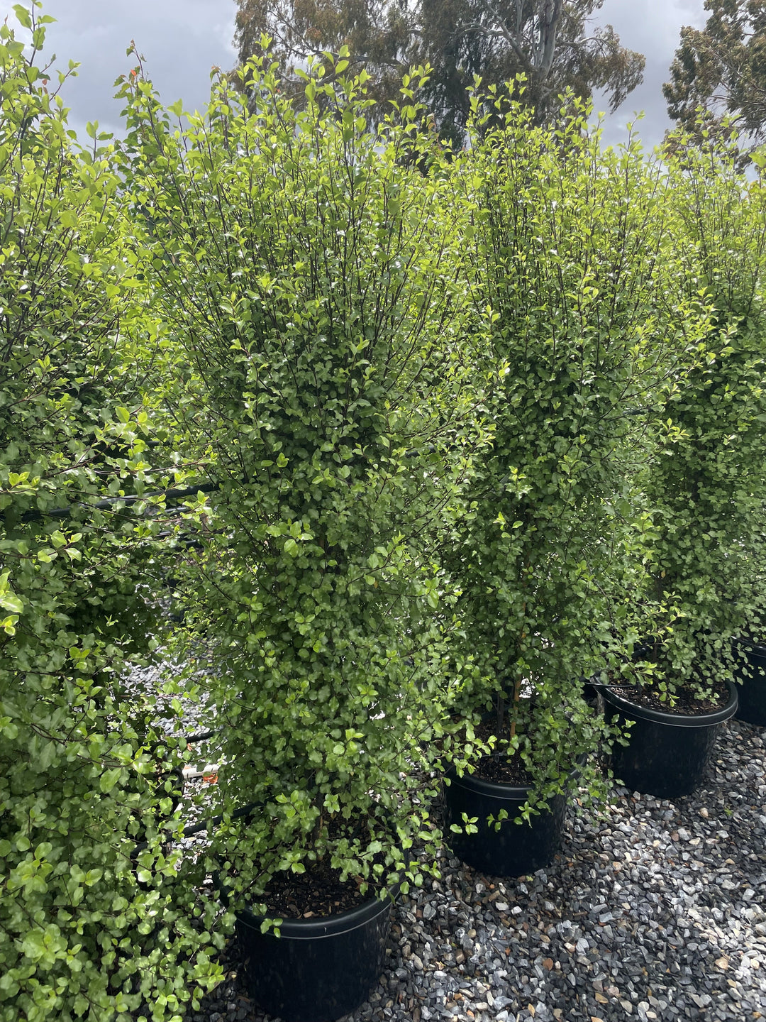 Pittosporum Tenuifolium &