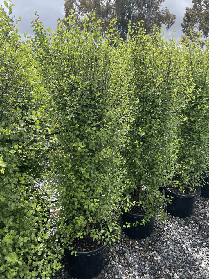 Pittosporum Tenuifolium &