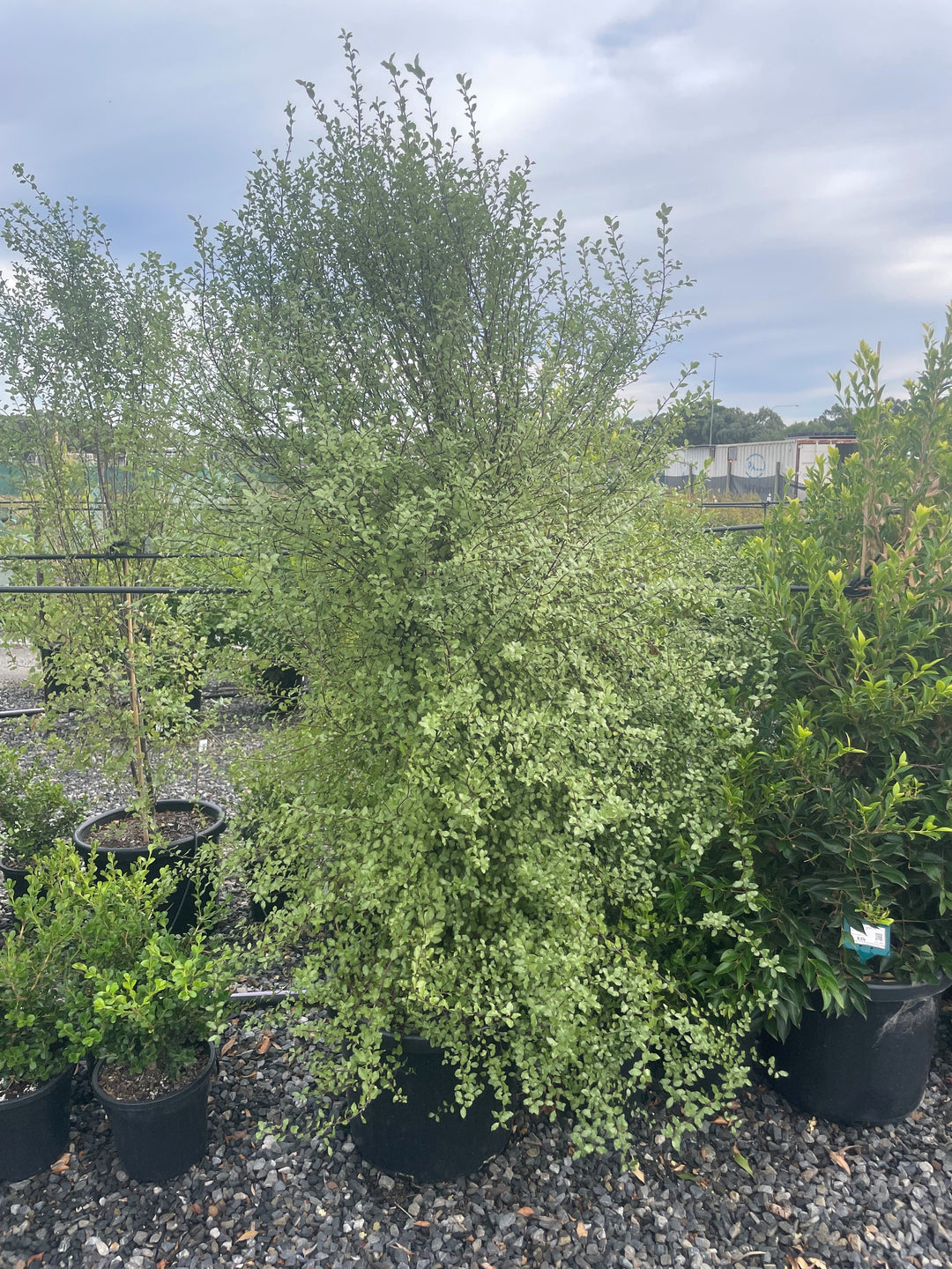 Pittosporum Tenuifolium &