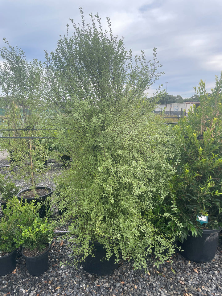 Pittosporum Tenuifolium &