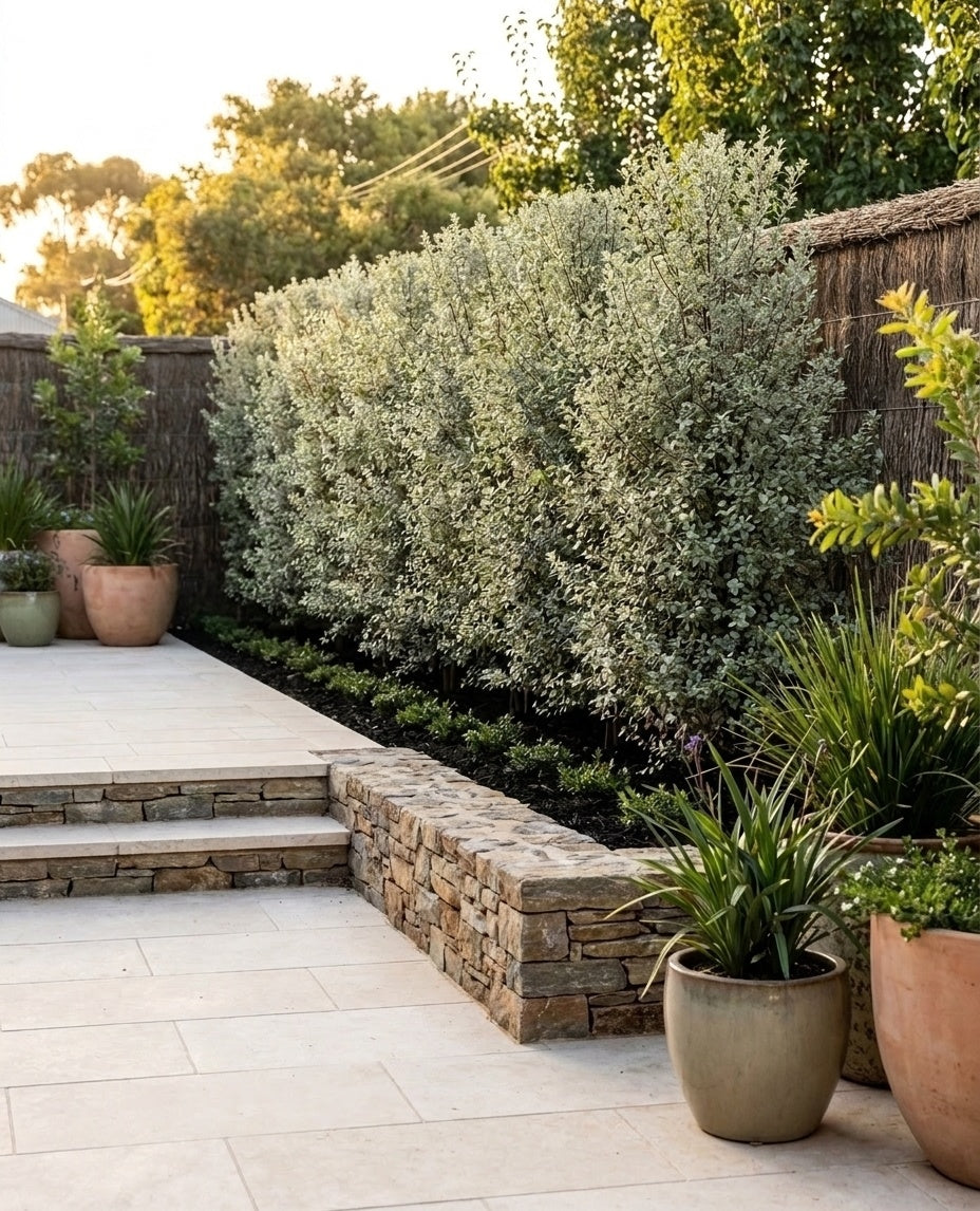 Pittosporum Tenuifolium &