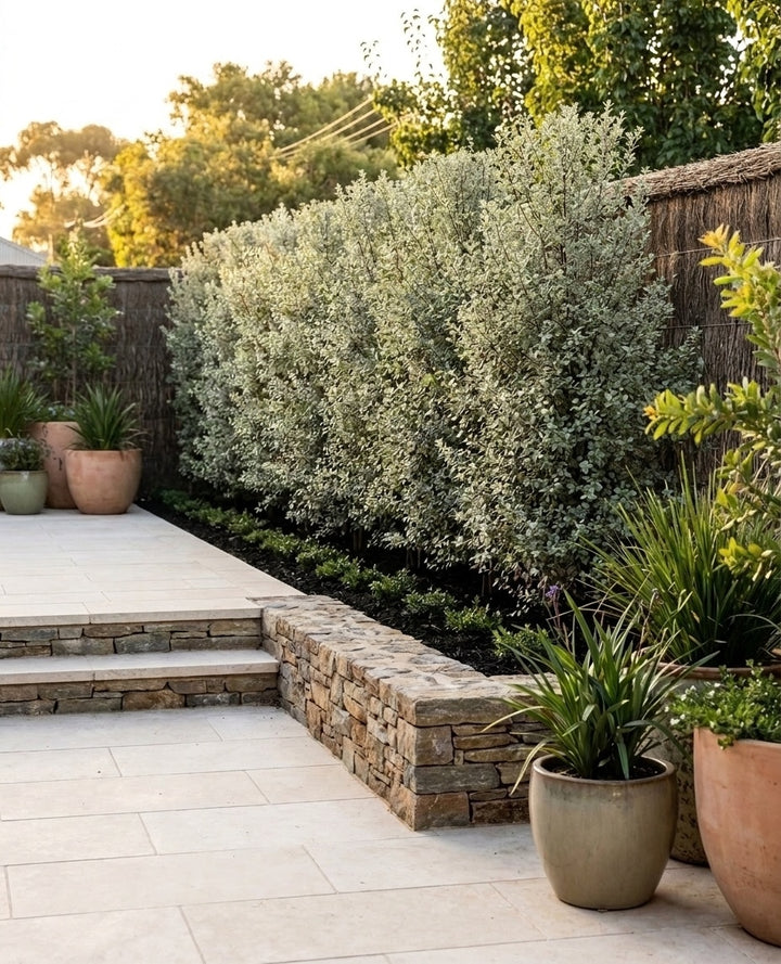 Pittosporum Tenuifolium &