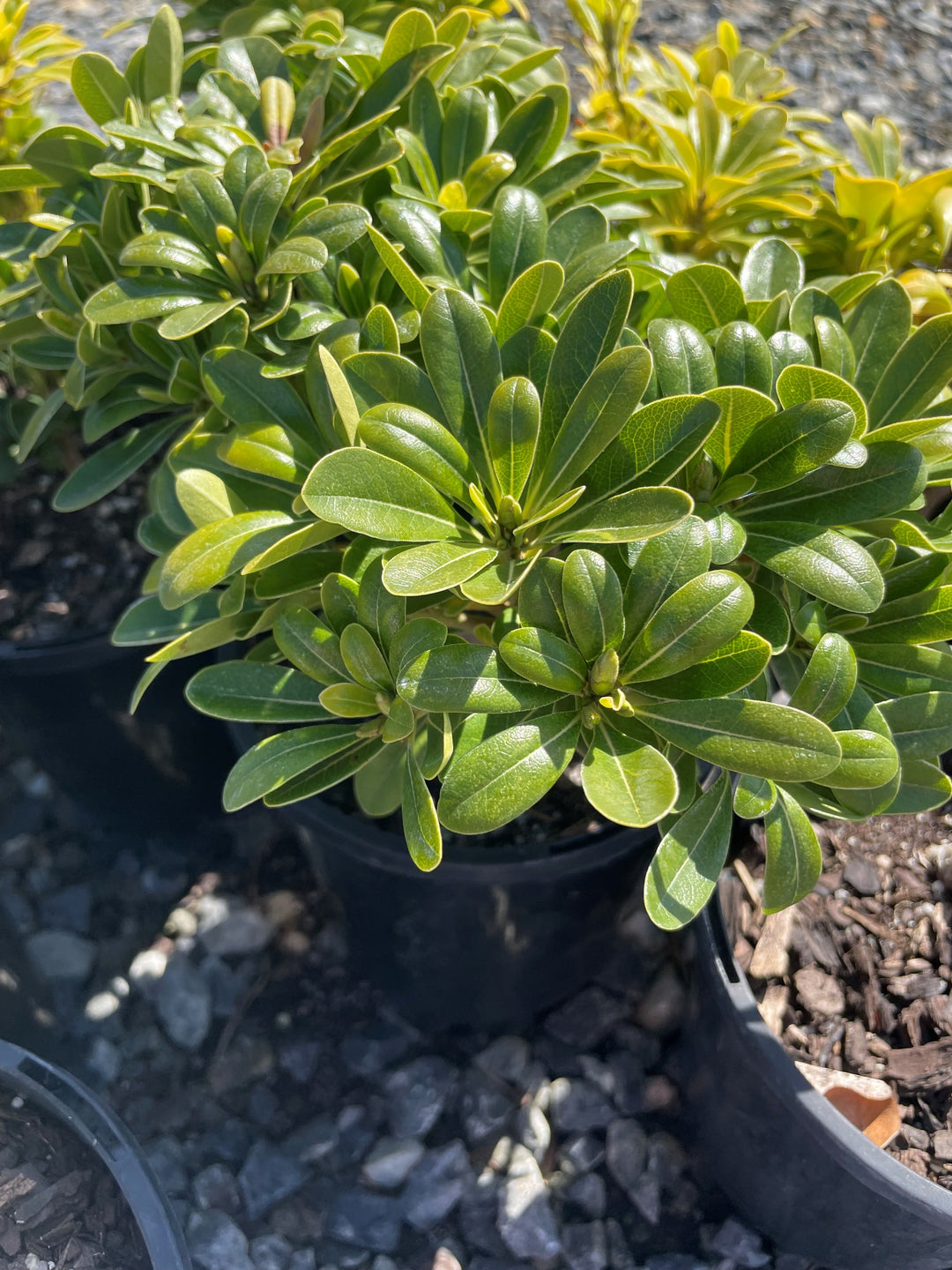 Pittosporum Tobira 'Miss Muffet'