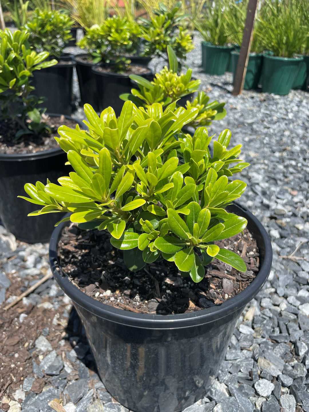 Pittosporum Tobira &