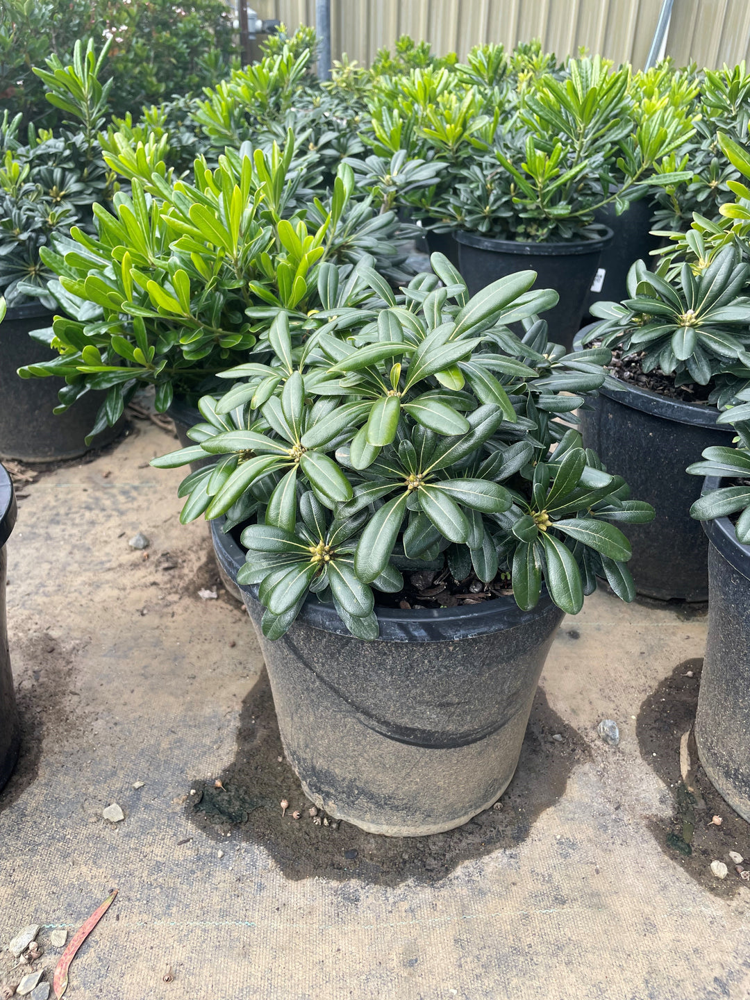 Pittosporum Tobira &