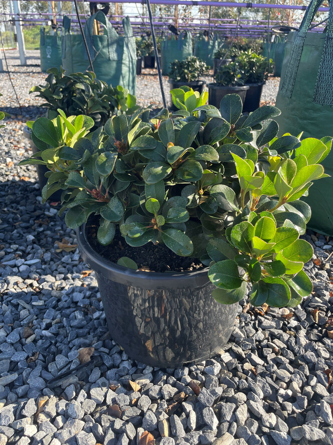 Pittosporum Tobira &