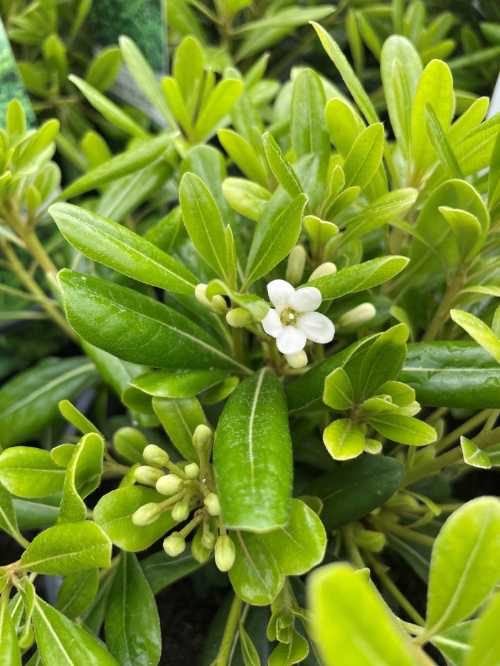 Pittosporum Tobira 'Miss Muffet'