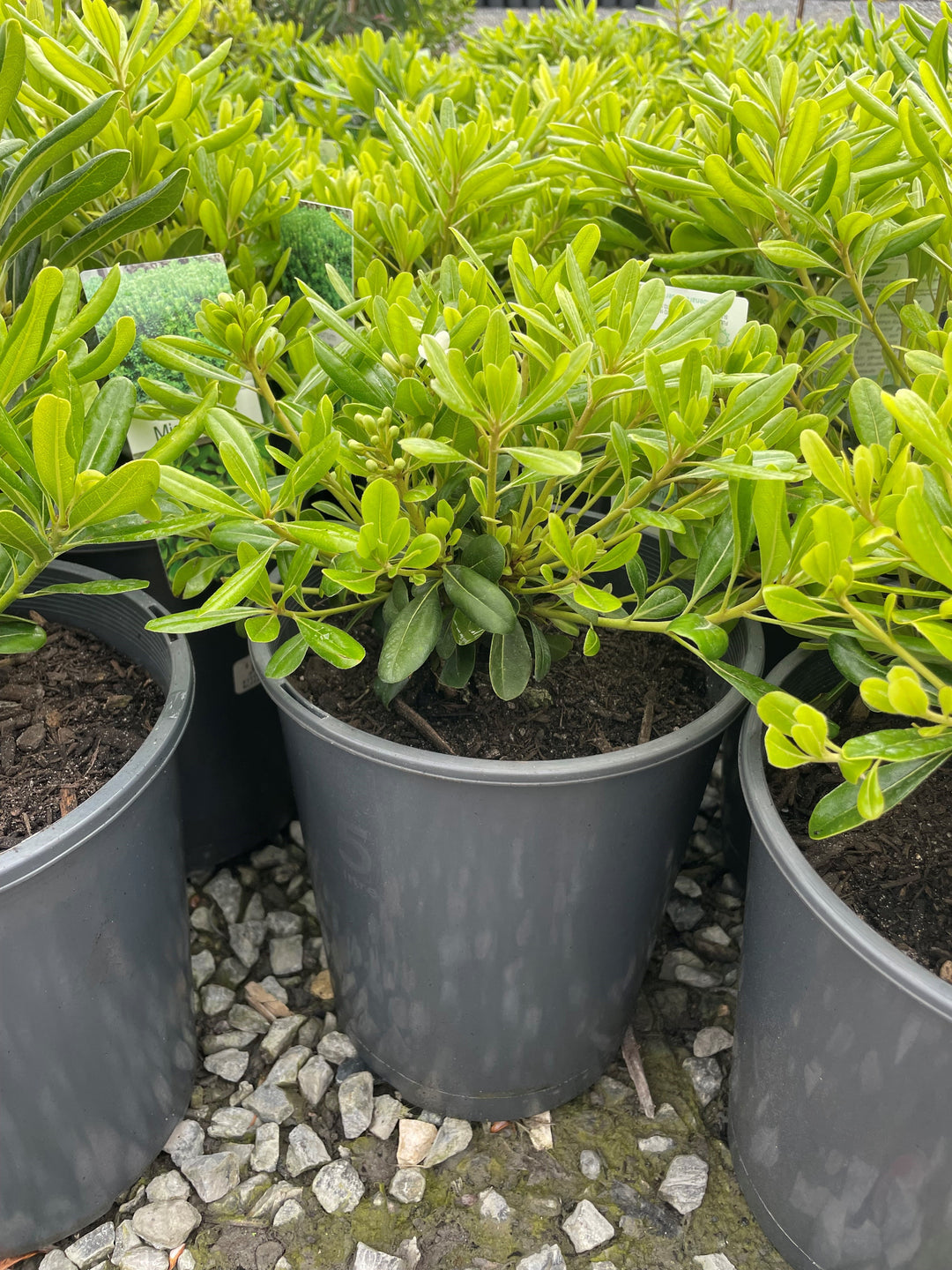 Pittosporum Tobira 'Miss Muffet'