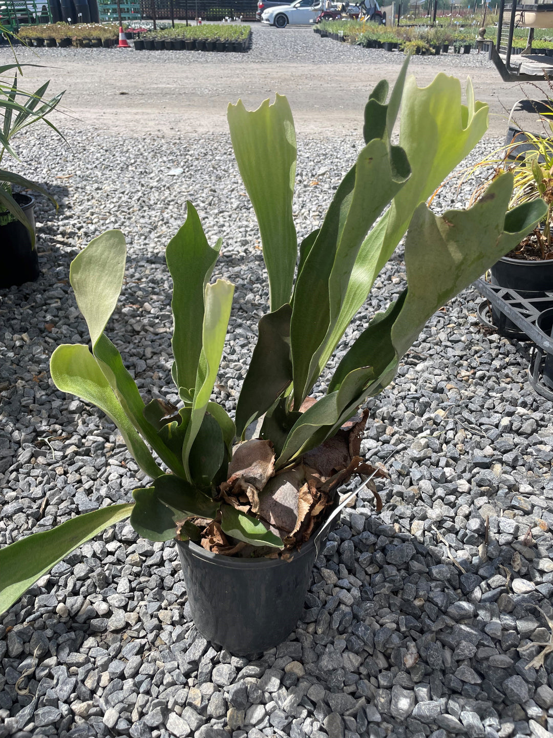 Platycerium bifurcatum &