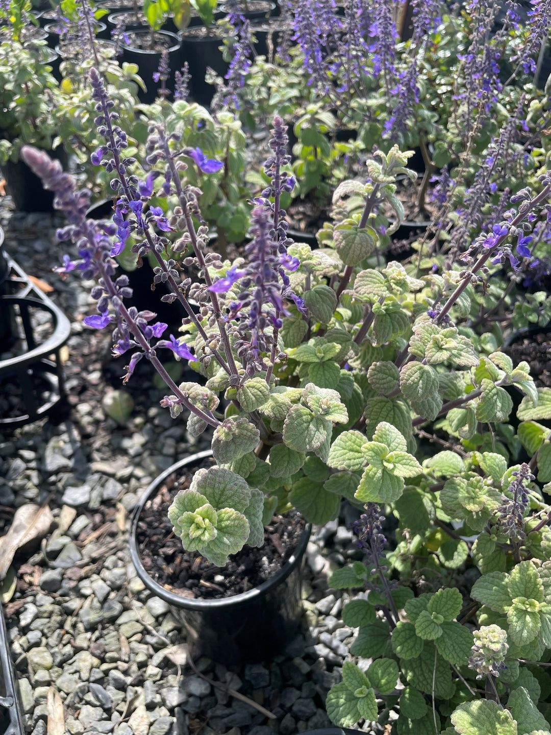 Plectranthus Argentatus 140mm Pot for sale Adelaide Plant Co