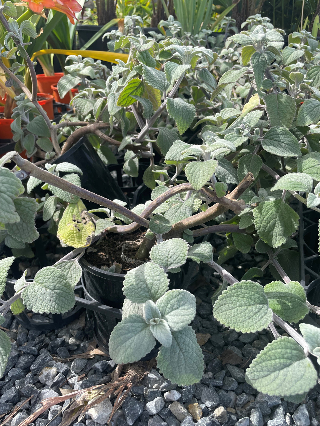 Plectranthus Argentatus for sale Adelaide Plant Co