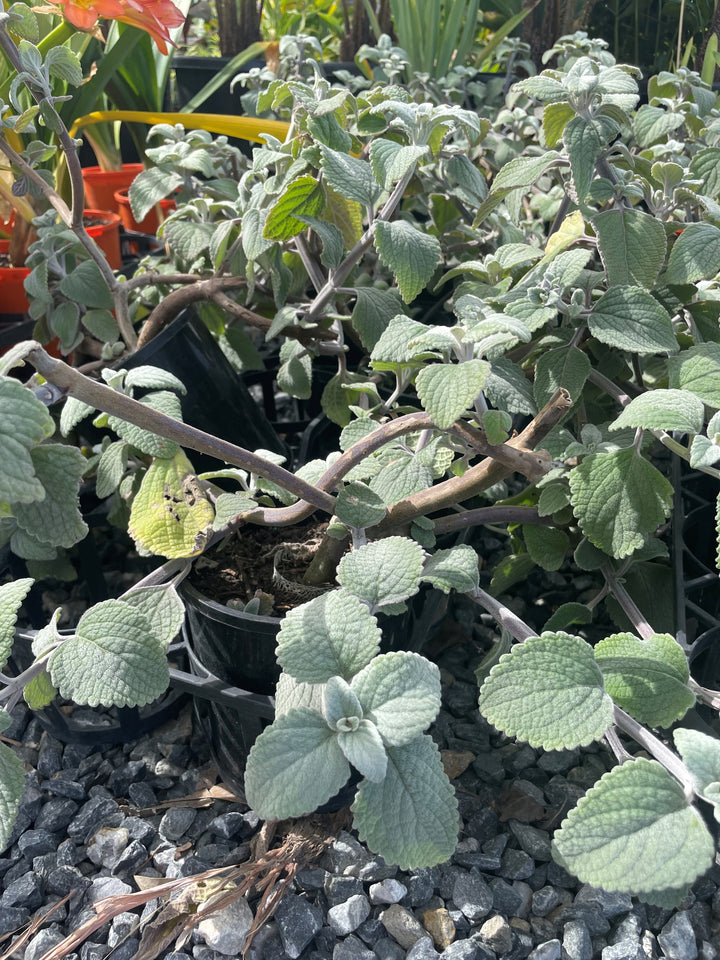 Plectranthus Argentatus for sale Adelaide Plant Co