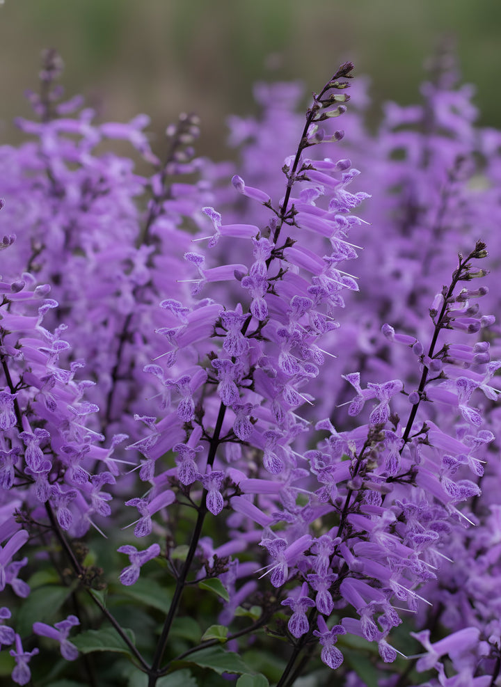 Plectranthus Saccatus &