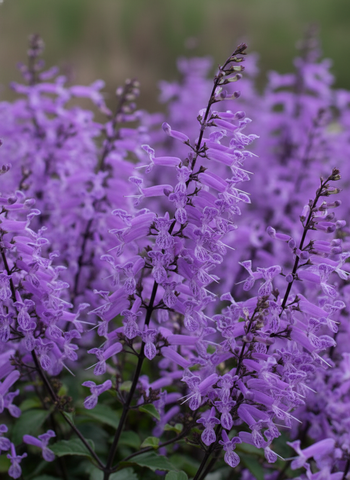 Plectranthus Saccatus 'Velvet Elvis'