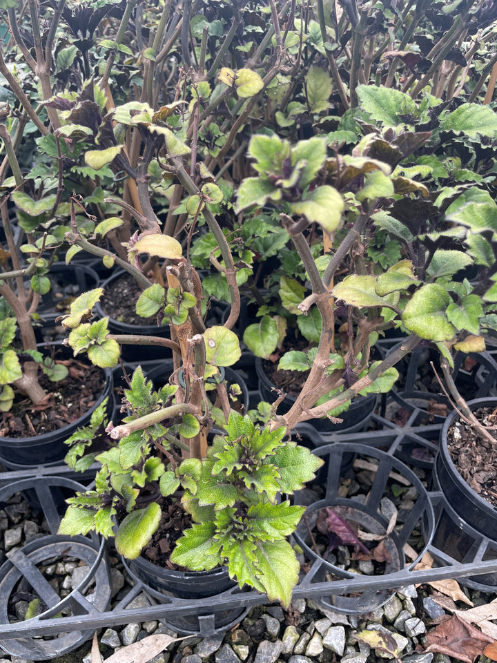 Plectranthus Saccatus 'Velvet Elvis'