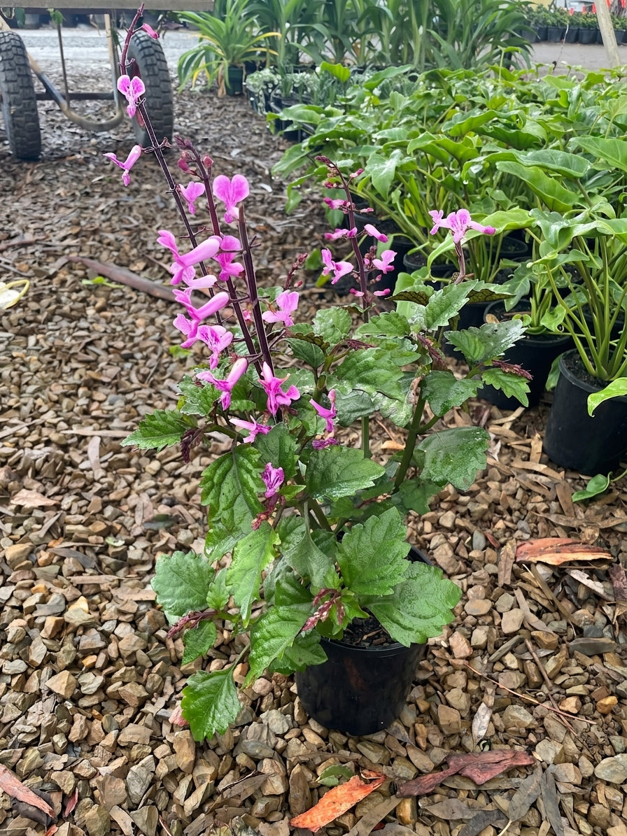 Plectranthus saccatus &