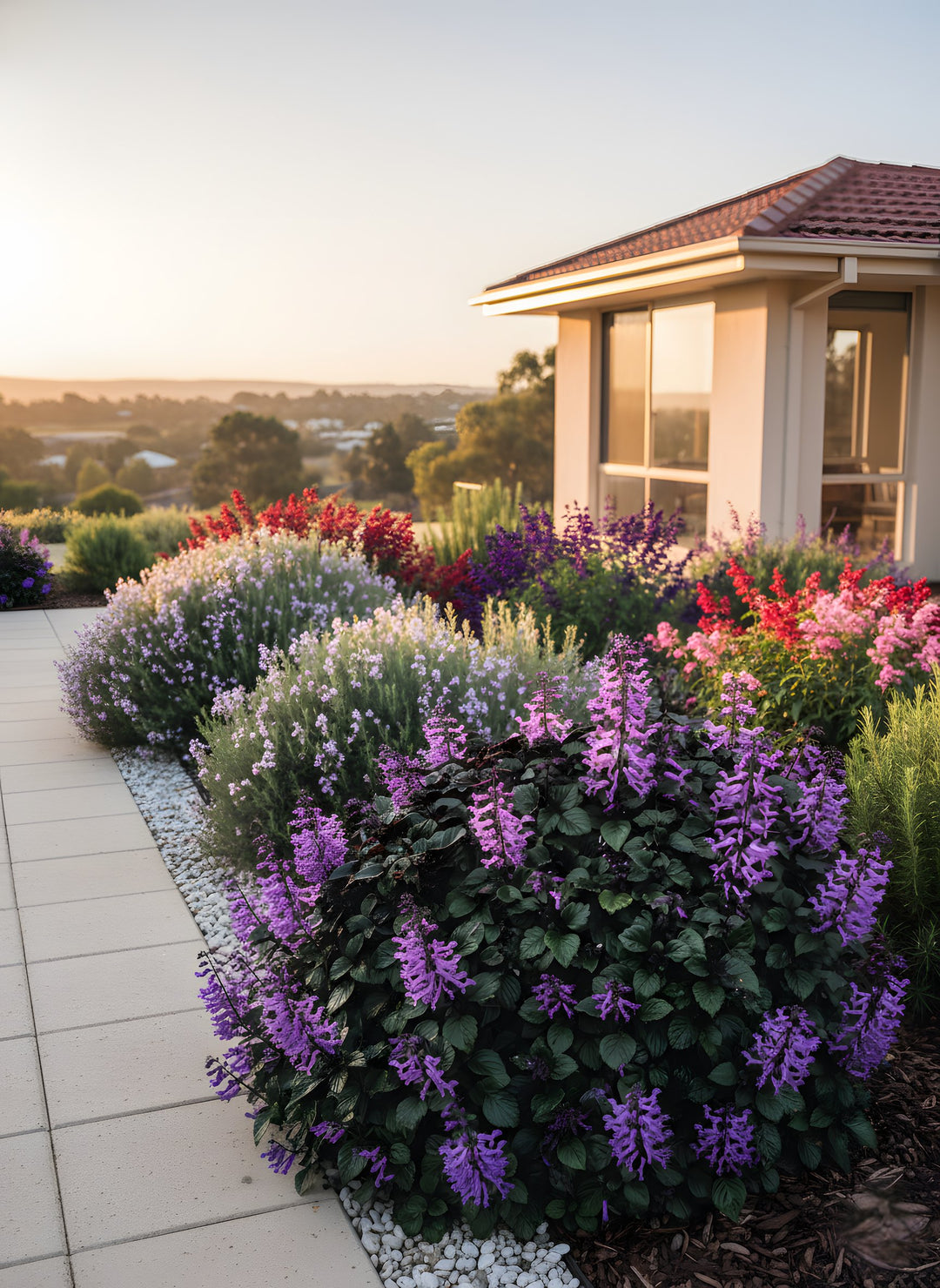Plectranthus Saccatus &