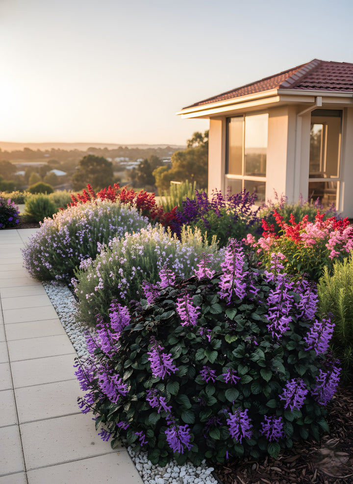 Plectranthus Saccatus &