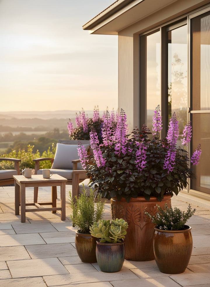 Plectranthus Saccatus &