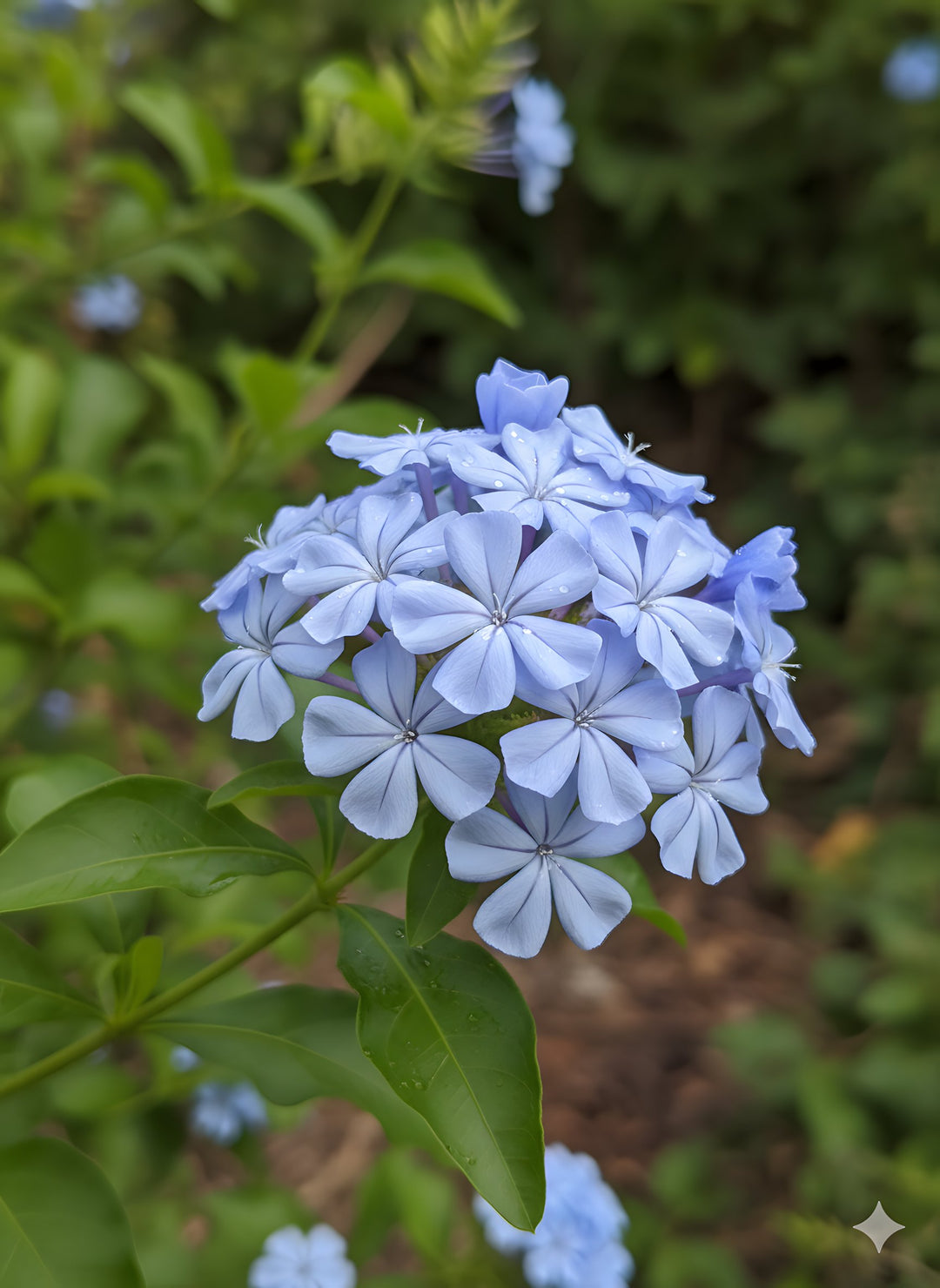 Plumbago Auriculata 'Royal Cape' 140mm Pot for sale Adelaide Plant Co