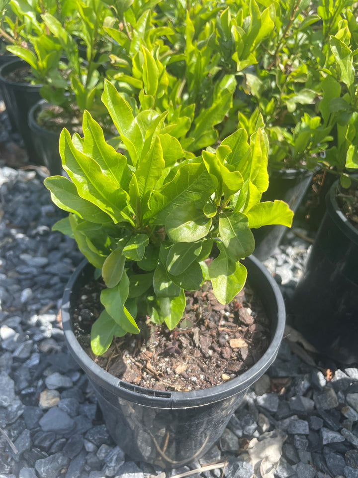 Plumbago Auriculata &