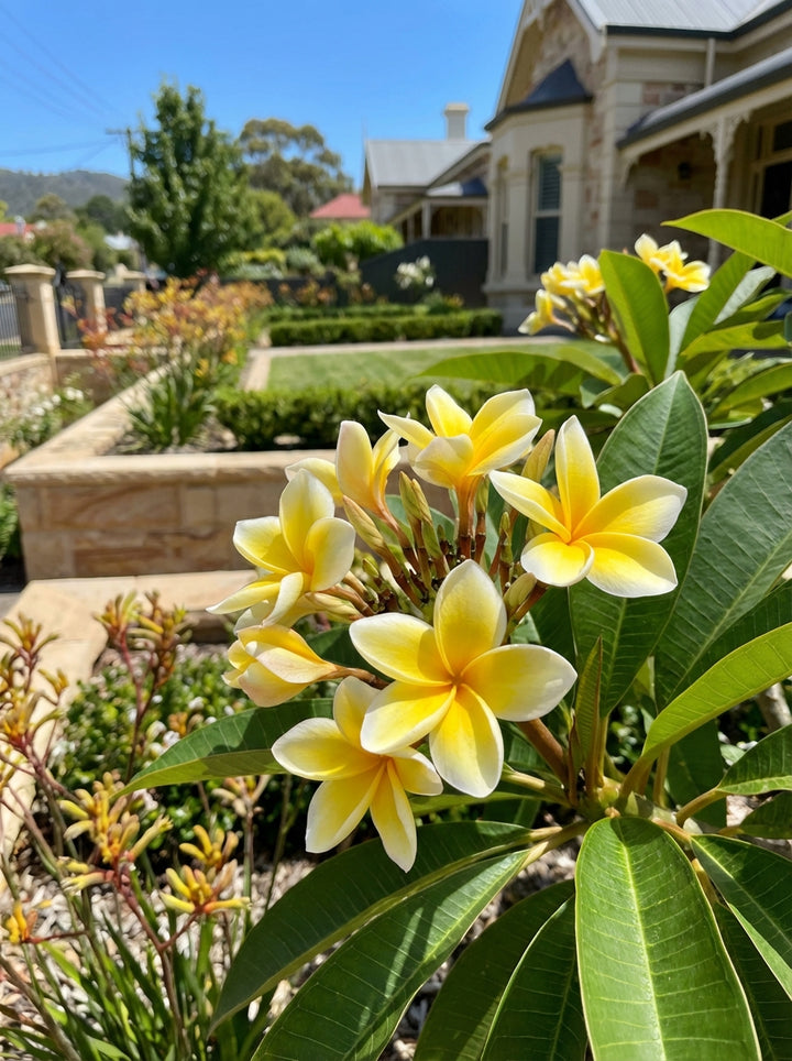 Plumeria Bali Hai Gold 200mm Pot for sale Adelaide Plant Co