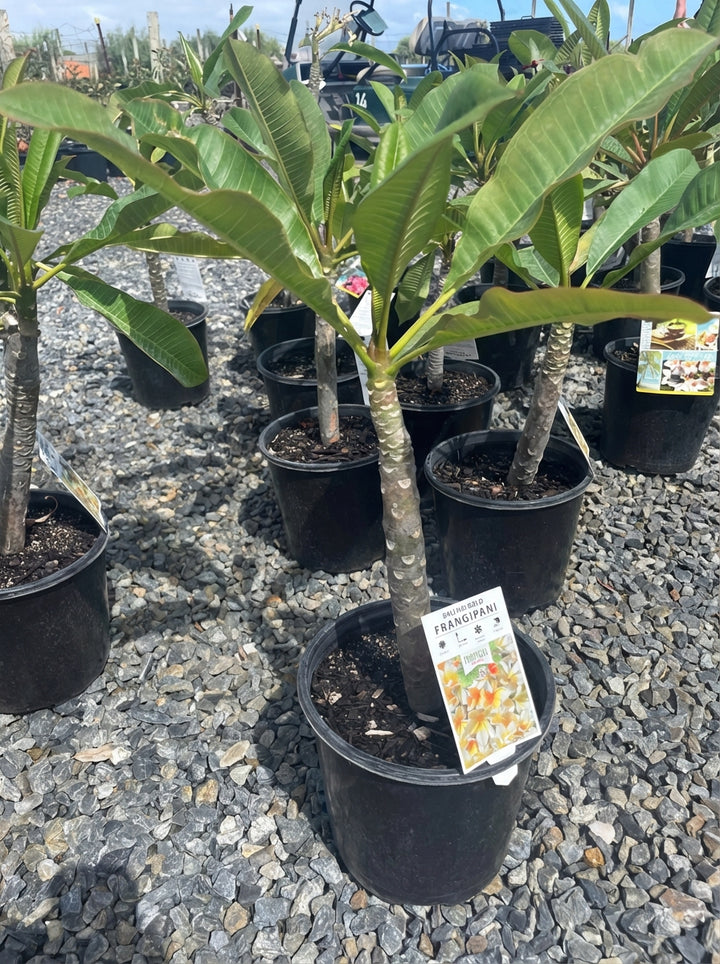 Plumeria Bali Hai Gold for sale Adelaide Plant Co