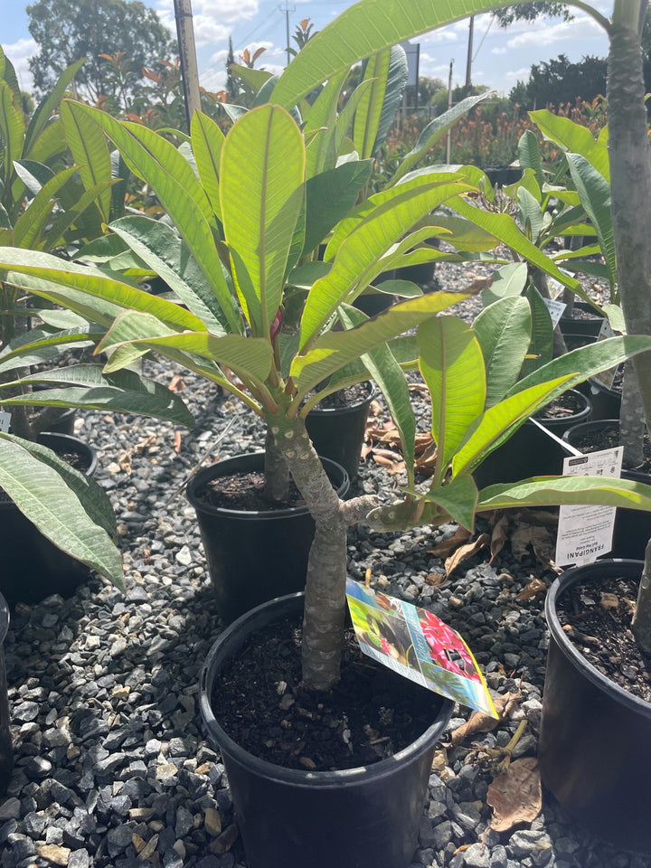 Plumeria Cherry Cluster for sale Adelaide Plant Co