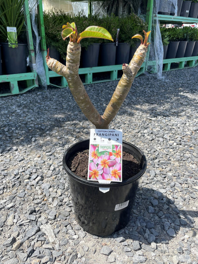 Plumeria Cotton Candy 200mm Pot for sale Adelaide Plant Co