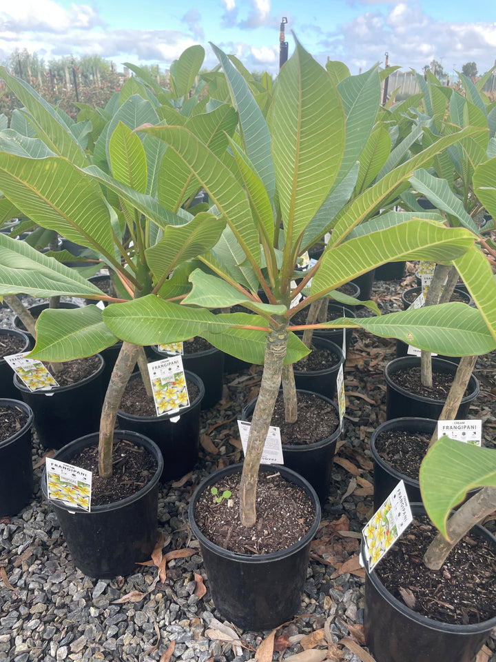 Plumeria Cream 200mm Pot for sale Adelaide Plant Co