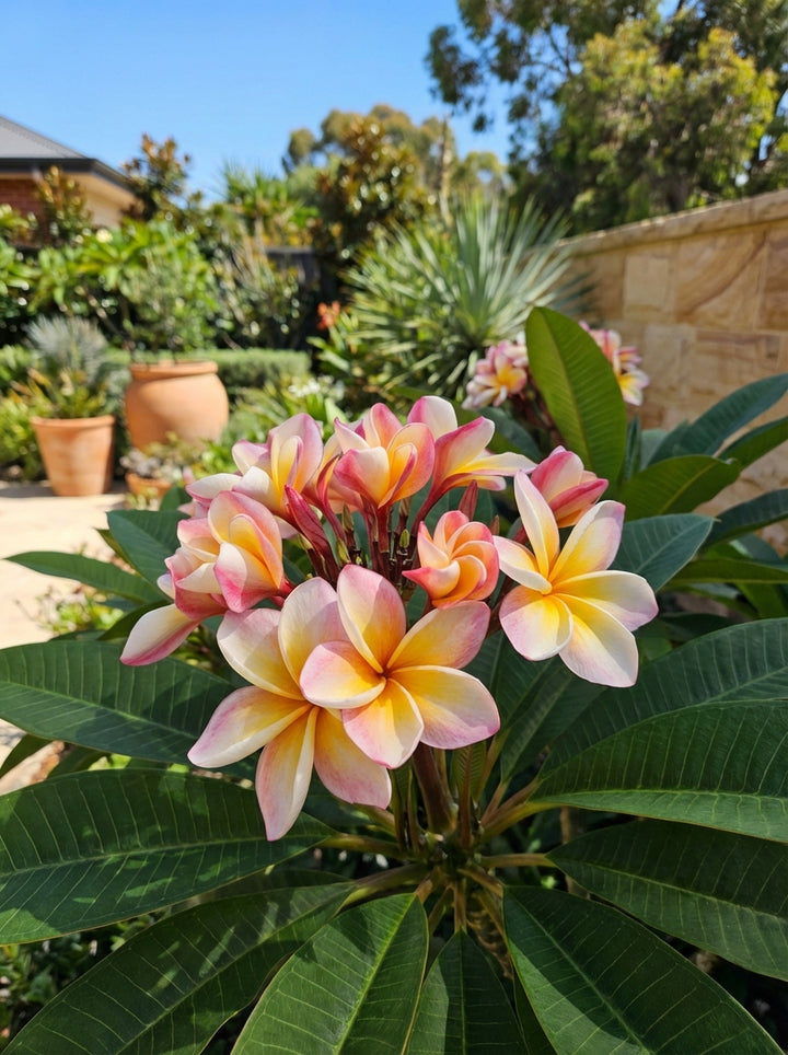 Plumeria Eliza 200mm Pot for sale Adelaide Plant Co