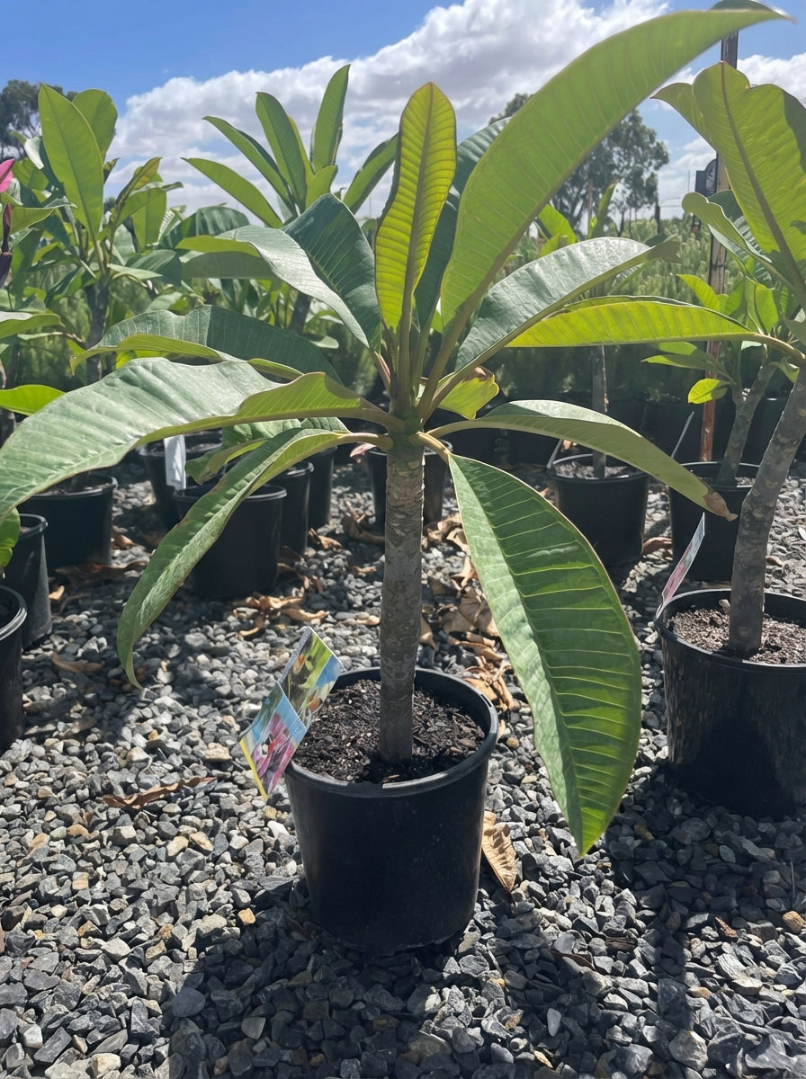 Plumeria Eliza for sale Adelaide Plant Co