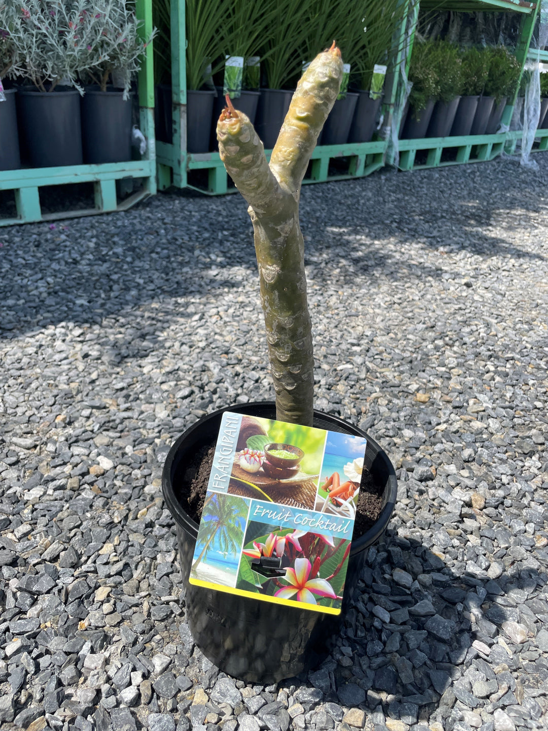 Plumeria Fruit Cocktail 200mm Pot for sale Adelaide Plant Co