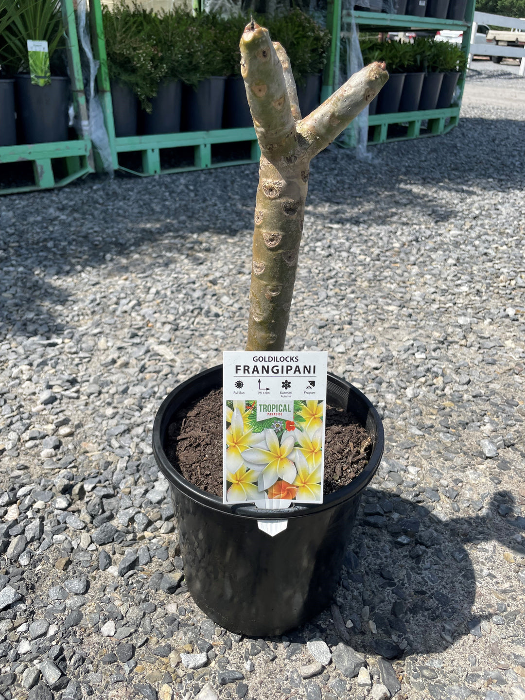 Plumeria Goldilocks 200mm Pot for sale Adelaide Plant Co