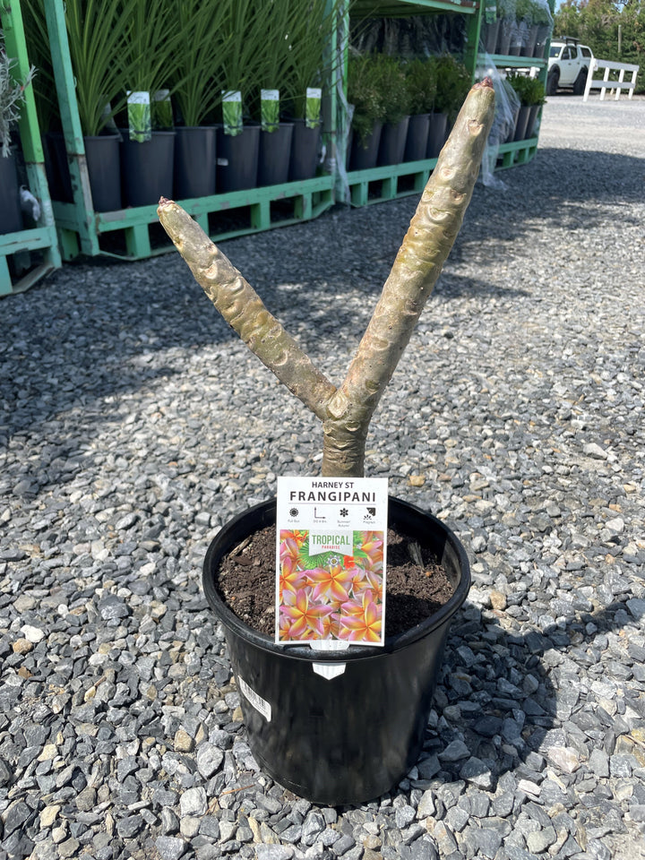 Plumeria Harney St 200mm Pot for sale Adelaide Plant Co