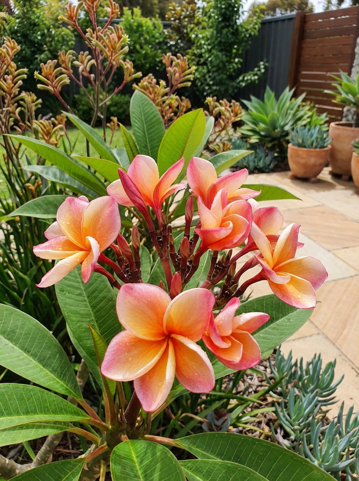 Plumeria India