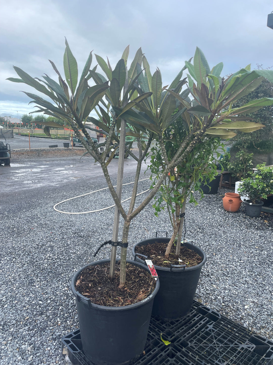 Plumeria Jakarta Red for sale Adelaide Plant Co