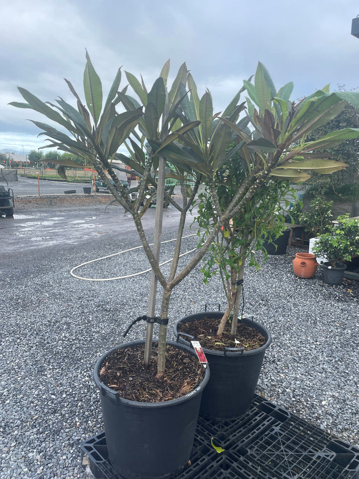 Plumeria Jakarta Red for sale Adelaide Plant Co