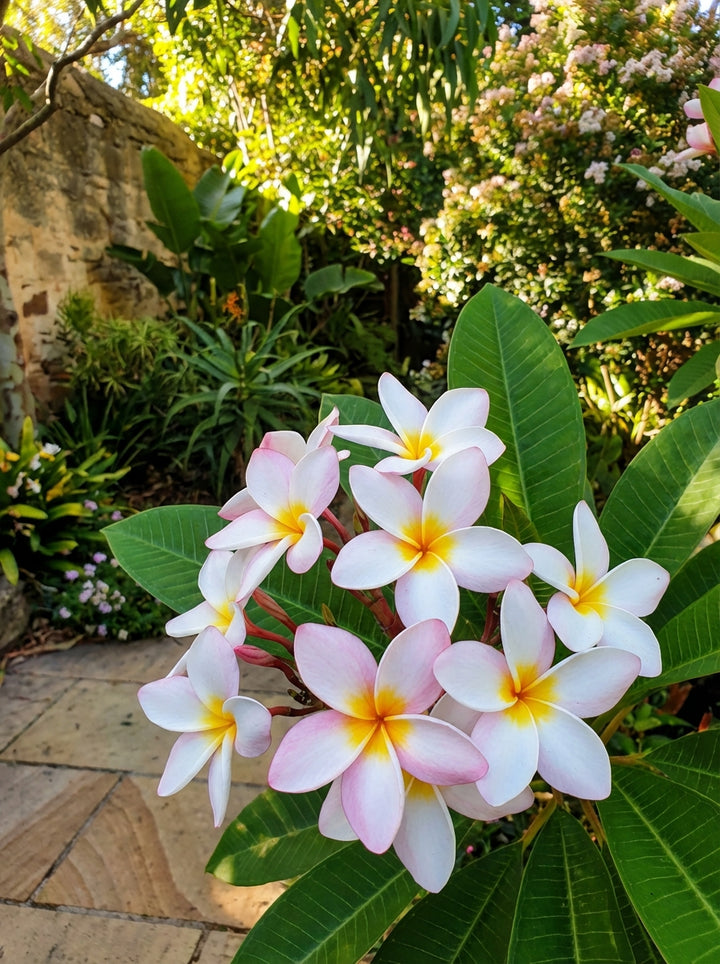 Plumeria Madison White 200mm Pot for sale Adelaide Plant Co