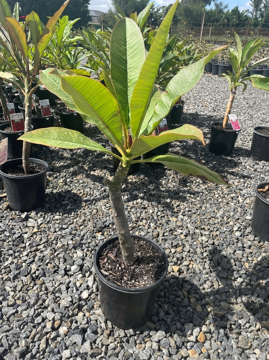 Plumeria Madison White for sale Adelaide Plant Co
