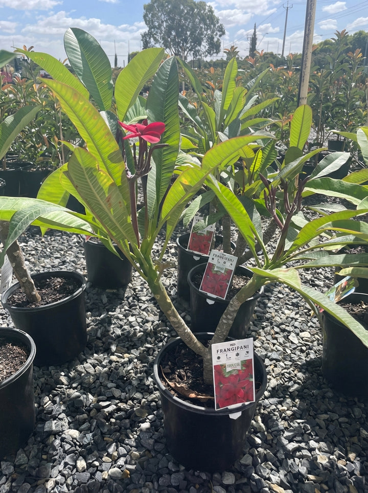 Plumeria Red 200mm Pot for sale Adelaide Plant Co