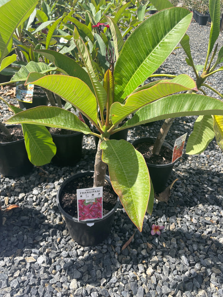 Plumeria Sexy Pink for sale Adelaide Plant Co