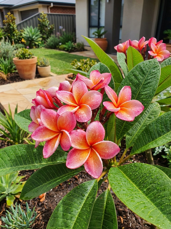 Plumeria Strawberry Rhone 200mm Pot for sale Adelaide Plant Co