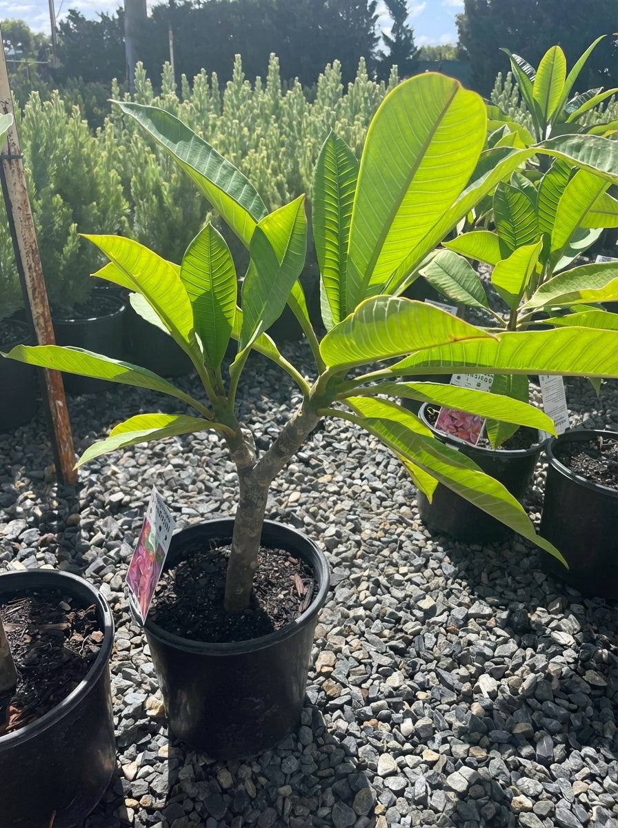 Plumeria Strawberry Rhone for sale Adelaide Plant Co
