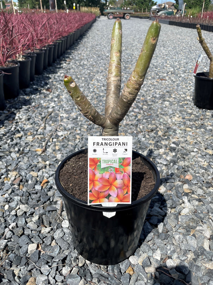 Plumeria Tri Colour 200mm Pot for sale Adelaide Plant Co